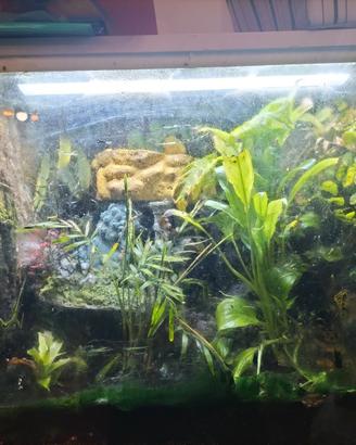 Terrario con rana milk