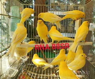 Disponibili canarini