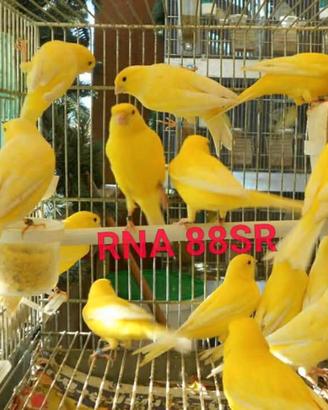 Disponibili canarini
