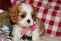 Cavalier king femmina