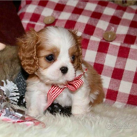 Cavalier king femmina