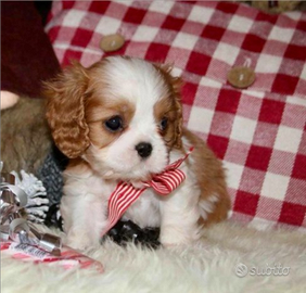 Cavalier king femmina