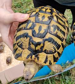 Testudo hermanni hermanni femmina