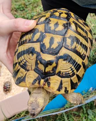 Testudo hermanni hermanni femmina