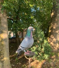 Piccioni addestrati per la caccia