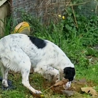 Cane da tartufo