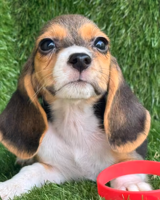 Beagle