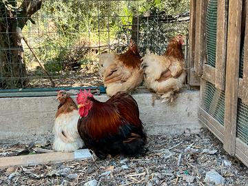 Gallo e 3 galline Cocincina Nana