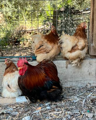 Gallo e 3 galline Cocincina Nana
