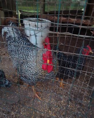 Gallo