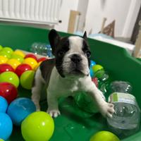 Bulldog francese