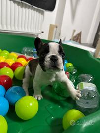 Bulldog francese