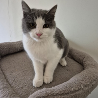 Meravigliosa gattina bianca e grigia