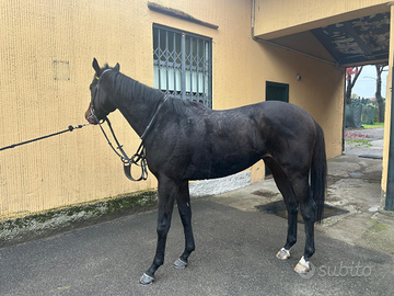 ADDAVENI' (Rating 37) Pronto per Dominare le Piste