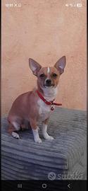 cucciolo di 2 anni 