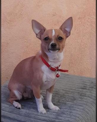 cucciolo di 2 anni 