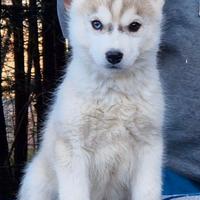 Cuccioli di Siberian Husky