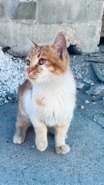 Gatto dolcissimo da adottare