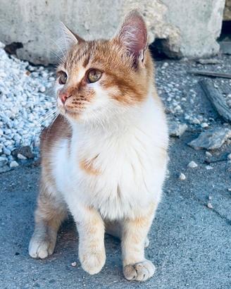 Gatto dolcissimo da adottare