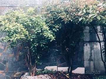 Zone d ombra d estate e deposito d inverno