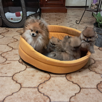 Volpini di Pomerania