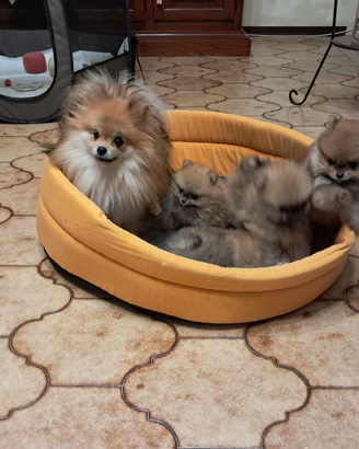 Volpini di Pomerania