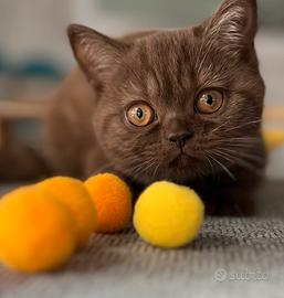 British Shorthair Choccolate Girl