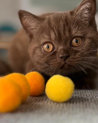 British Shorthair Choccolate Girl