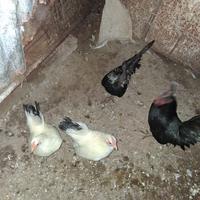 Una coppia chabo nagasaki ii produzione