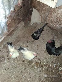 Una coppia chabo nagasaki ii produzione