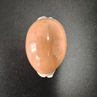 Cypraea
