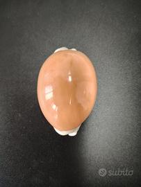 Cypraea