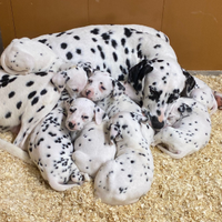 Cuccioli dalmata