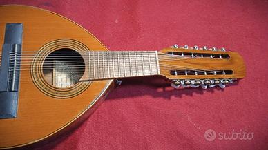 Bandurria Spagnola  amplificata