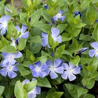 talee di vinca major