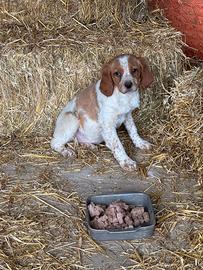 Cucciola Epagneul Breton