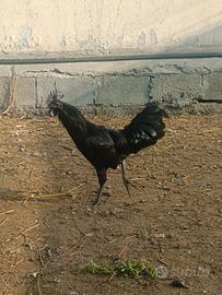 Galli Cemani
