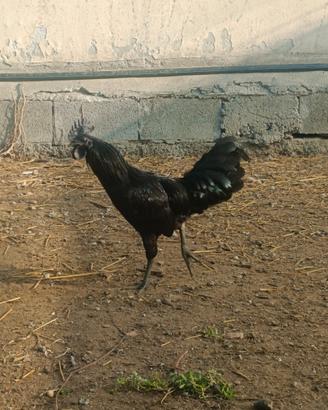 Galli Cemani