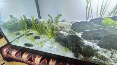 Acquario