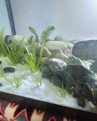 Acquario
