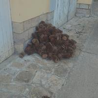 pigne per accendere il fuoco