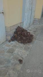 pigne per accendere il fuoco