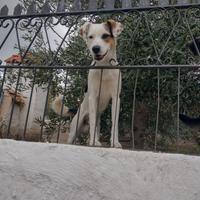 Splendido Meticcio di 1 anno (Catania)