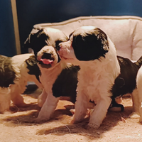 Cuccioli taglia piccola