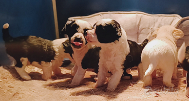 Cuccioli taglia piccola