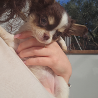 Chihuahua femmina pelo lungo
