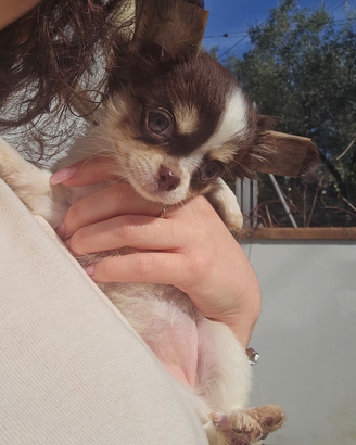 Chihuahua femmina pelo lungo