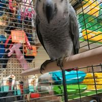 Pappagallo cenerino beby