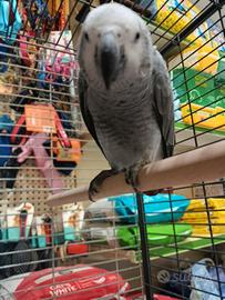 Pappagallo cenerino beby