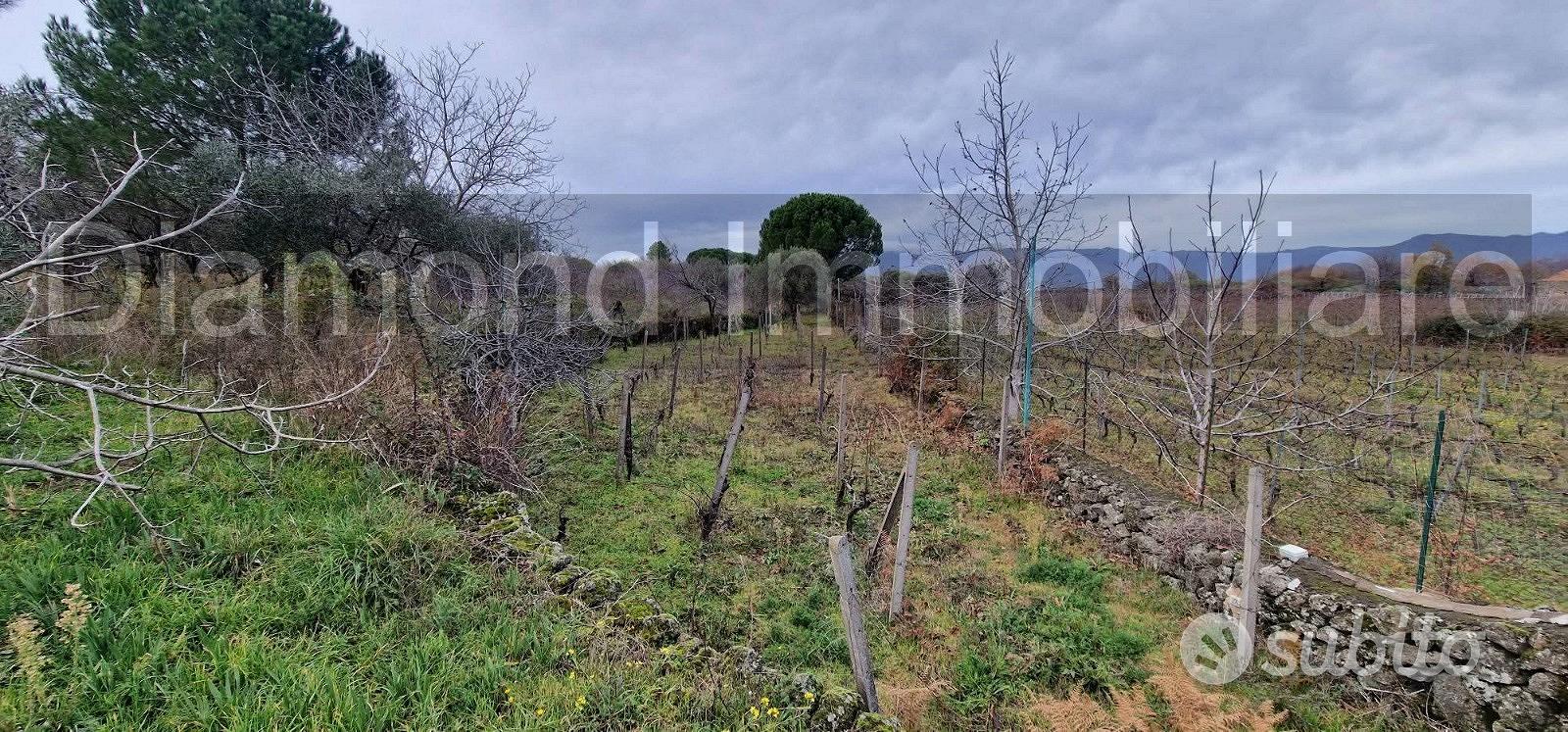 Vigneto in zona DOC a Castiglione di Sicilia - Vista 5